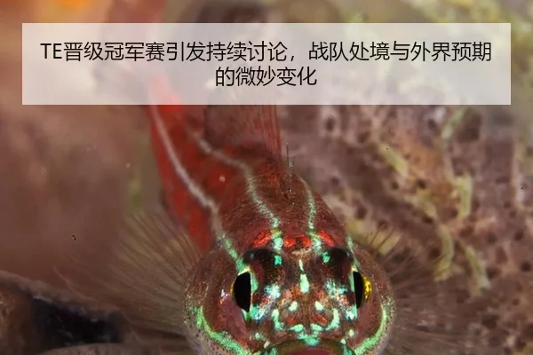 TE晋级冠军赛引发持续讨论，战队处境与外界预期的微妙变化 - xingkong